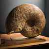 Ammonite semi-polie 33kg Objet de Curiosité -PUFO185-2