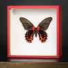 Papillon rouge dans boite rouge Objet de Curiosité -IN108