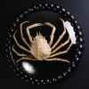 Araignée de mer géante dans cadre perlé Objet de Curiosité -PU656-2