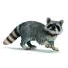 Figurine Raton laveur Schleich -14604