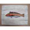 Cadre poisson de mer Cap Vert Girelle royale -CADR04