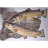 Trophée poisson d\'eau douce Cap Vert Truite fario femelle -TRDF16