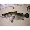 Trophée poisson d\'eau douce tropicale Cap Vert Perche du Nil -TR020