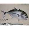Trophée poisson des mers tropicales Cap Vert Carangue ignobilis -TR051