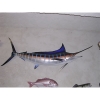 Trophée poisson des mers tropicales Cap Vert Marlin bleu -TRDF58