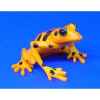Figurine grenouille - harlequin frog  - bf04