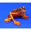 Figurine grenouille - red bellied tree frog - bf08