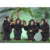 Automate - 4 chimpanzés dansant Automate Décoration Noël 280