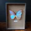 Papillon morpho godarti Objet de Curiosité -IN026