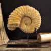 Ammonite Objet de Curiosité -AN004BIS