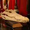 Crâne de crocodile Objet de Curiosité -AN060