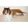 Peluche allongée collie 100 cm Piutre -1272